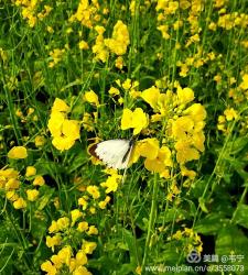 中国十大著名植物园图片集锦：绚丽多彩的绿色世界