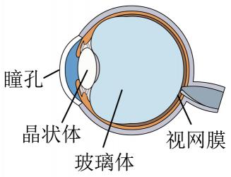 揭秘眼睛的结构：探索视觉之窗的奥秘