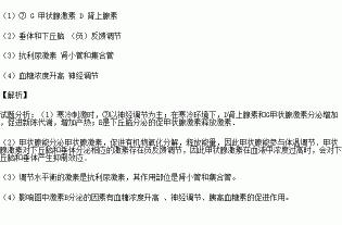 肾上腺皮质激素：身体的“抗炎守护神”与“生理调节大师