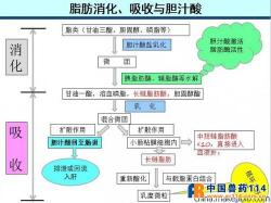 胆盐：消化与吸收的神秘助手