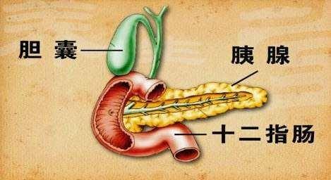 胰腺炎的症状是什么：警惕这些身体信号，保护你的胰腺健康