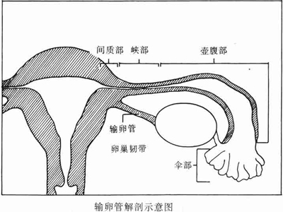 输卵管检查全攻略：三种方法助你轻松了解不孕之谜