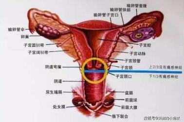 附件炎治疗全攻略：从一般疗法到手术疗法，如何有效应对附件炎？