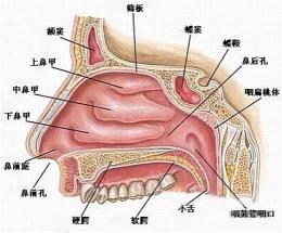 经常流鼻血背后的真相：上火、鼻窦炎还是鼻息肉？