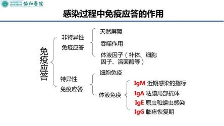 巨细胞病毒：对免疫系统薄弱人群的潜在威胁与应对策略