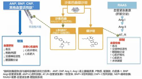 扩张血管的药物及其作用机制