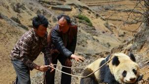 熊掌的价格与保护：野生动物食材的双重价值