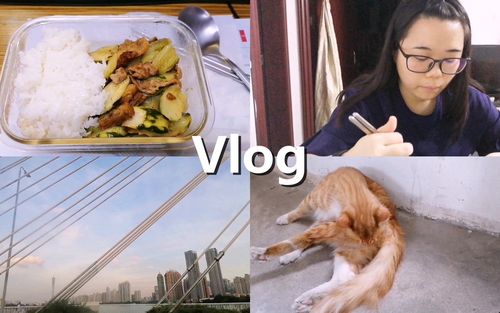 微录Vlog：日常生活的全新记录方式