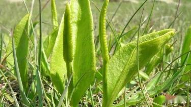 铁棒锤的种植与栽培技巧全解析