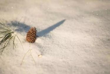 雪阅读答案：鲁迅笔下的南北雪景与精神内涵