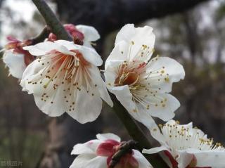 山园小梅：孤芳自赏的美丽与芬芳