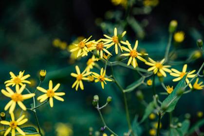 丁香花承认：清热解毒，利湿退黄