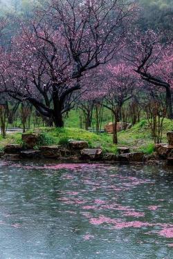 幸福梅林：赏花品乡村宁静，感受善与美的传奇之地