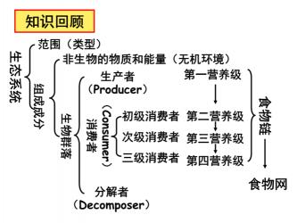 生产者在生态系统中的基础性作用：能量转化与生态稳定的维系者